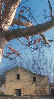 La basilica paleocristiana di San Foc�, Priolo